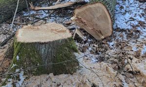 Trwa wycinka drzew w Rzeszowie. "Ochrona przyrody wymaga takich działań"