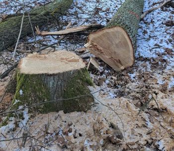 Trwa wycinka drzew w Rzeszowie. "Ochrona przyrody wymaga takich działań"