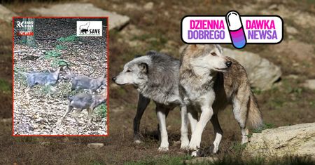 Tego nikt się nie spodziewał. Wiadomo, ile wilków się urodziło. Jest wideo