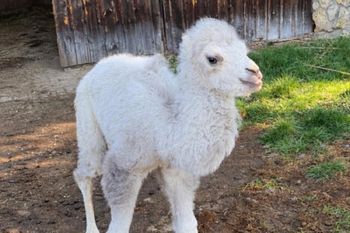 Odrzuciła go matka. Zoo uratowało wielbłąda