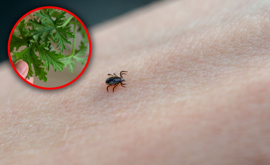 Natrzyj tym skórę. Kleszcze będą trzymać się z daleka