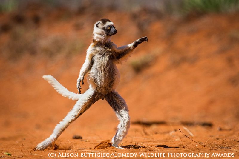 Fotografia przyrodnicza na bardzo wesoło, czyli konkurs 2015 Comedy Wildlife Photography Awards 4