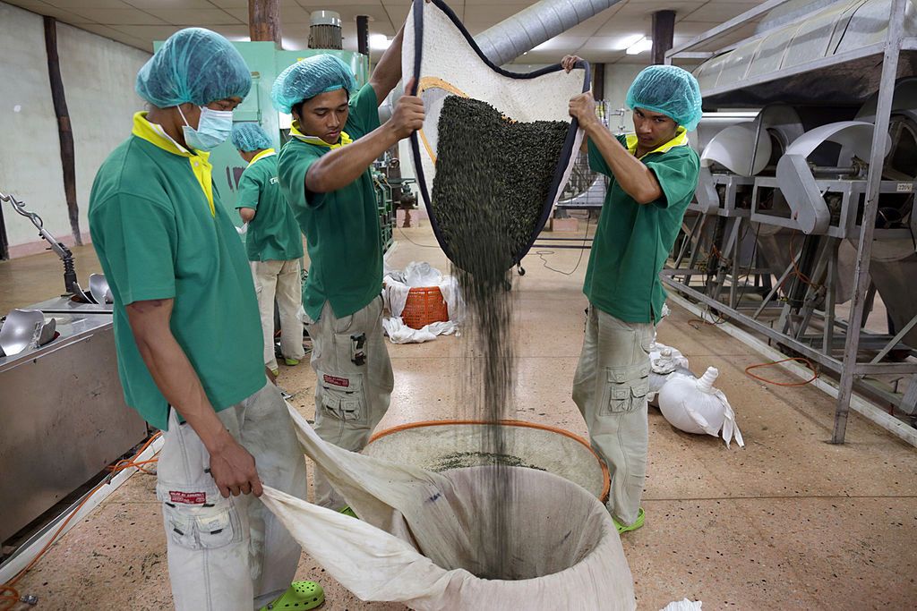 Chiang Rai w Tajlandii - przesiew liści herbaty oolong 