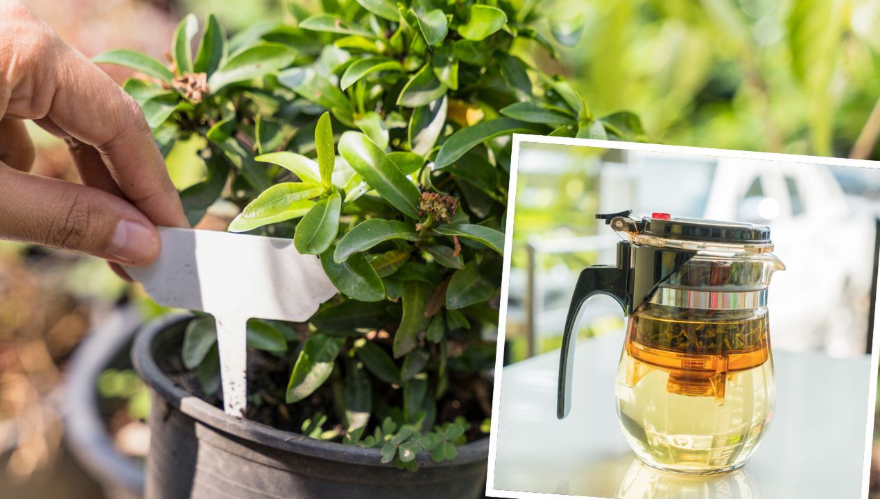 Możesz pić herbaty z listków własnoręcznie zebranych z doniczki na parapecie!