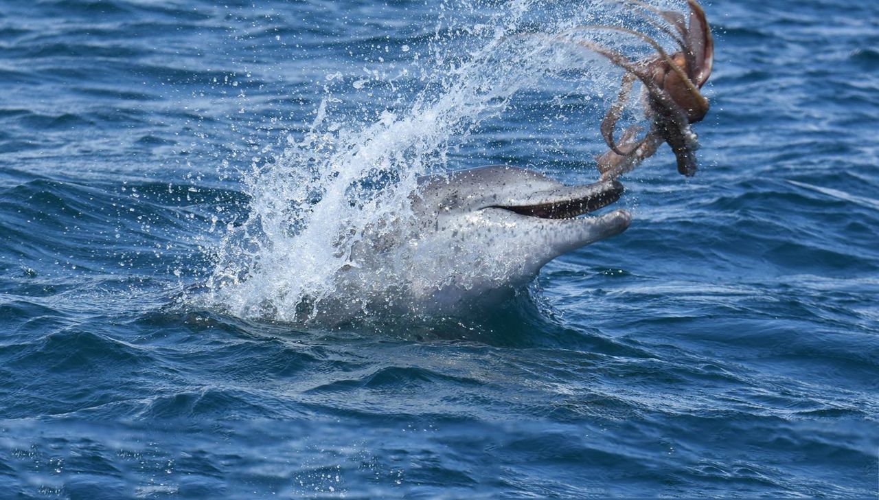 Delfin podrzucał ośmiornicę jak gumową zabawkę