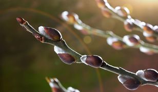 Słonecznie i bardzo ciepło. Codziennie błękit nieba i nawet powyżej 20°C. Jaka pogoda na Wielkanoc?