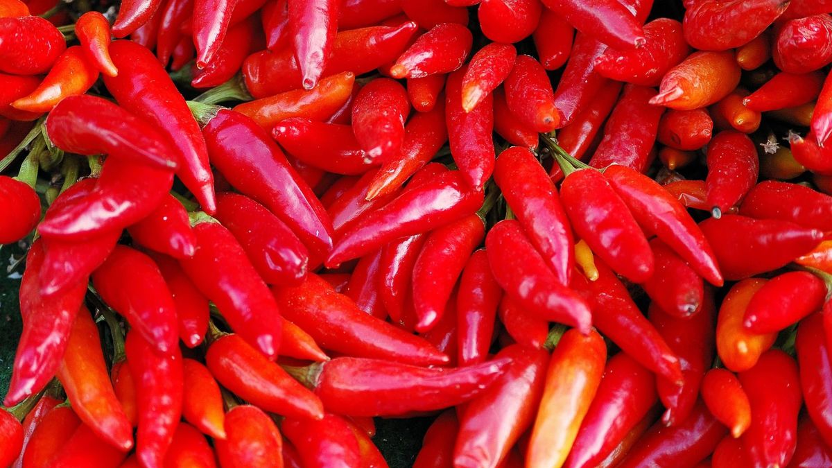 Kapsaicyna hamuje rozwój komórek nowotworowych