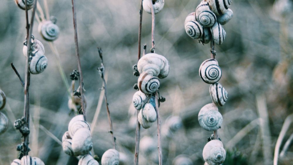 Krem ze śluzem ślimaka leczy trądzik