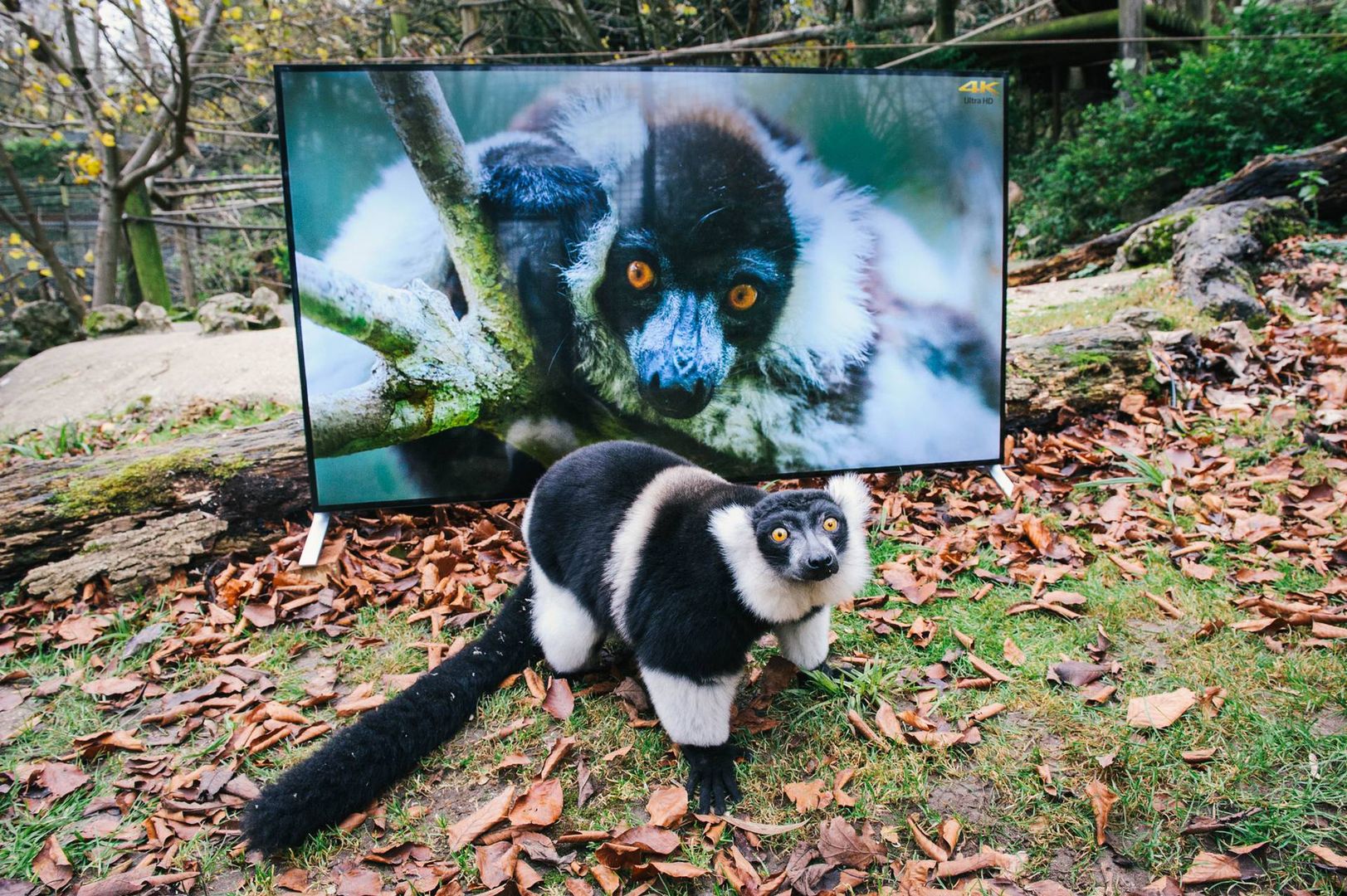 Wszystko o Sony Bravia 4K HDR: ceny, modele telewizorów i odtwarzacze obsługujące UHD Blu-Ray