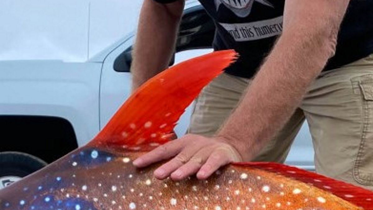 Plażowicze mieli wielkie szczęście