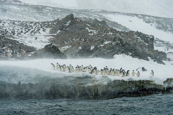 Antarktyda: Odkryto dziesiątki starożytnych mumii pingwinów. Są w zaskakująco dobrym stanie