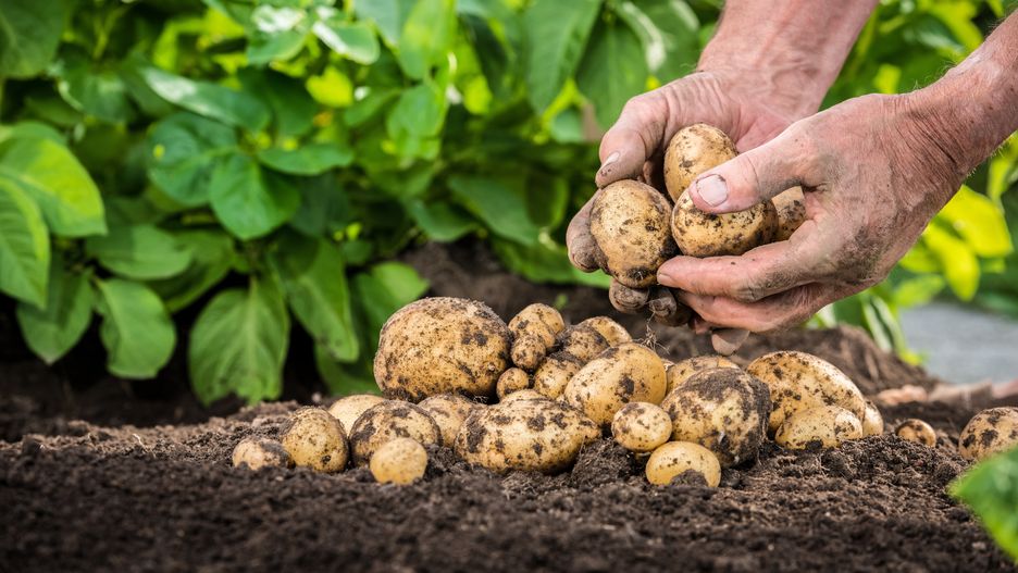 Hands harvesting fresh organic potatoes from soil
Martin Jaud
potato, potatoes, field, harvest, farmer, food, vegetable, fresh, farm, earth, potatoe, background, soil, dirt, ground, dirty, hands, man, male, plant, garden, healthy, organic, country, harvesting, agriculture, crop, farming, root, nature, natural, brown, green, harvested, raw, ripe, botany, summer, leaf, work, gardening, season, care, environment, flora, potato, potatoes, field, harvest, farmer, food, vegetable, fresh, farm, earth, potatoe, background, soil, dirt, ground, dirty, hands, man, male, plant, garden, healthy, organic, country, harvesting, agriculture, crop, farming, root, nature, natural, brown, green, harvested, raw, ripe, botany, summer, leaf, work, gardening, season, care, environment, flora