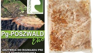 grzybnia do rozkładu pni drzew