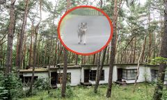 Wilki opanowały wieś. Mieszkańcy w strachu