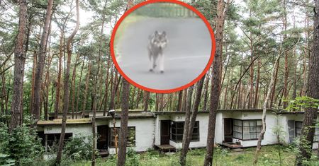 Wilki opanowały wieś. Mieszkańcy w strachu