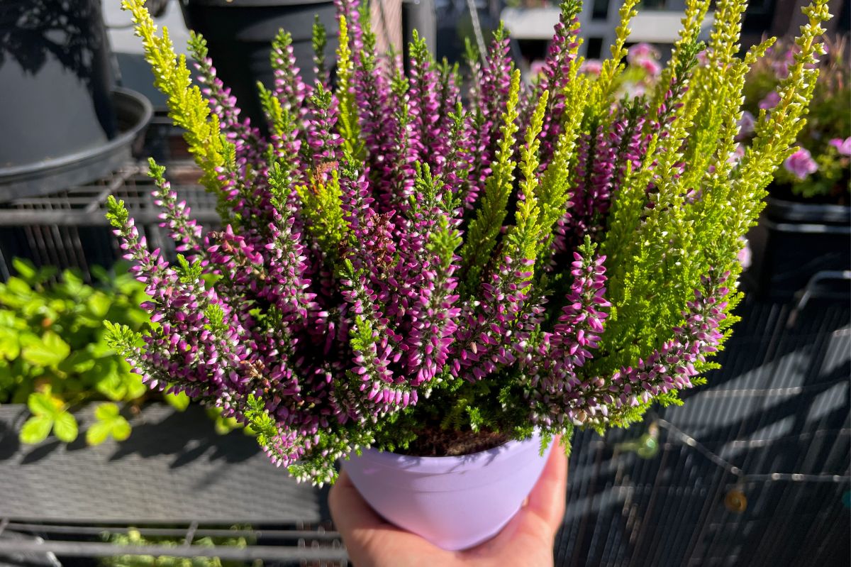 Extend heather blooms with this simple homemade nutrient solution