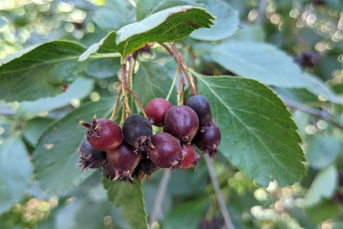 Serviceberry