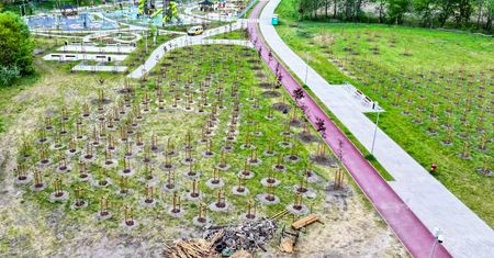 Nowe drzewa na plantach w Pile! Ponad 1000 nasadzeń zmienia krajobraz miasta