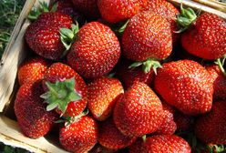 Łubianka truskawek za 40 zł. Plantatorzy stawiają twarde warunki