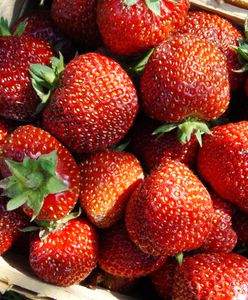 Łubianka truskawek za 40 zł. Plantatorzy stawiają twarde warunki