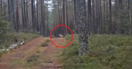 Ujęcie z lasu. Natychmiast zaczął nagrywać. Przyłapał go