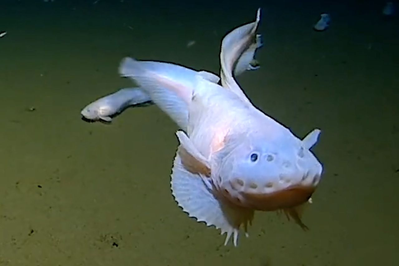 Żyją na samym dnie oceanu. Dziwne ryby pływają na głębokości 8 km