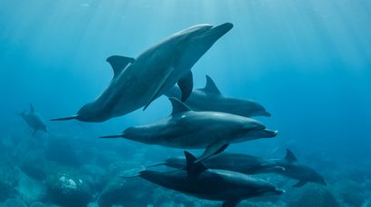 Delfiny muszą do siebie krzyczeć. Winni są ludzie