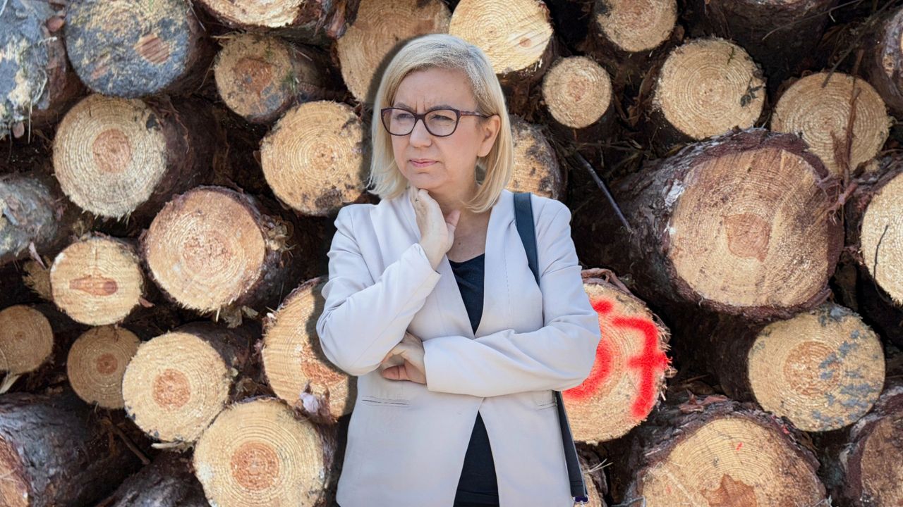 Zwrot na rynku drewna. Oto co się stało z eksportem do Chin