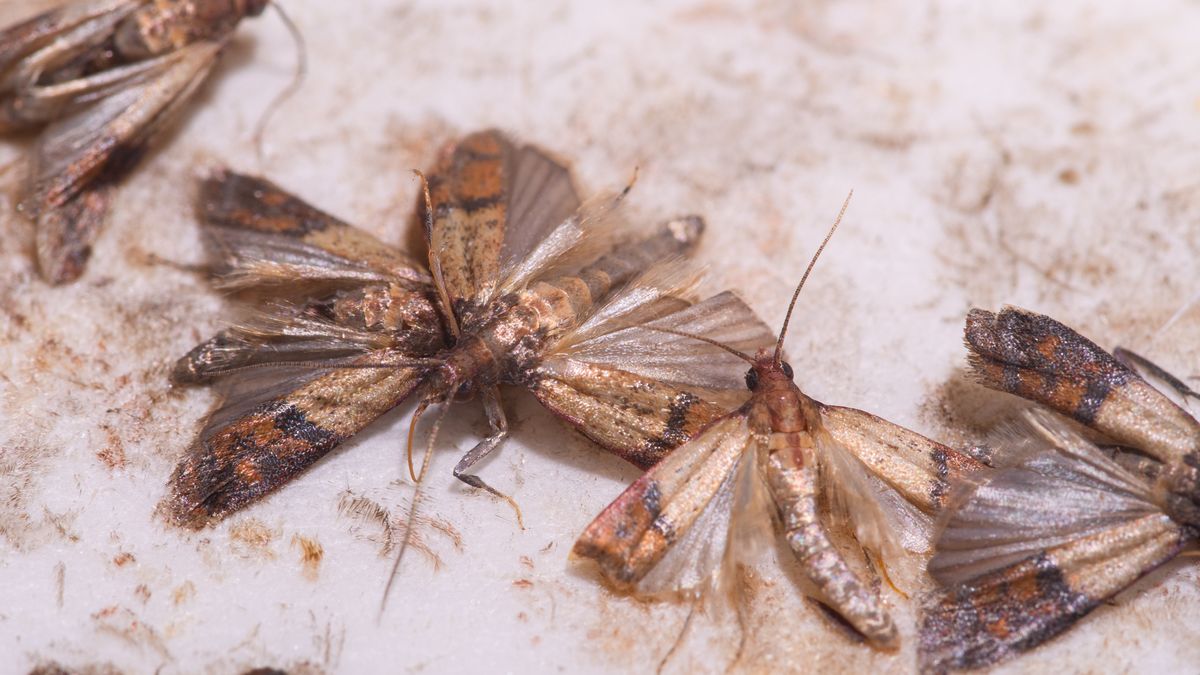 Są sposoby, by szybko pozbyć się moli spożywczych