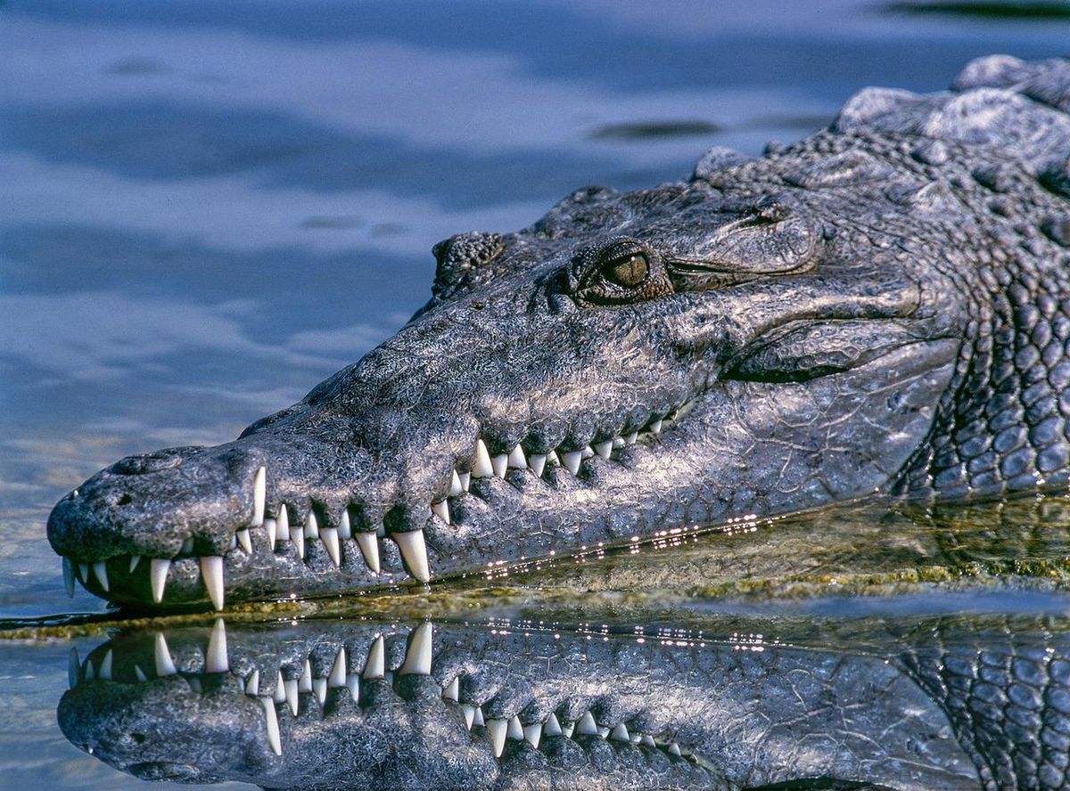 Krokodyl porwał 14-latkę w Indonezji