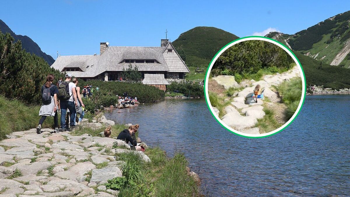 Lis w Dolinie Pięciu Stawów. Wideo pokazuje coś, czego nikt się 