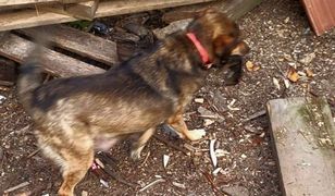 Rzucał szczeniakami o drzewo, a potem zakopał na posesji