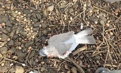 Wrocław. Przymocowali gołębia do torów, ptak nie żyje. Ekostraż szuka sprawców