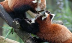 Smutne zdarzenie we wrocławskim zoo. Zmarły Livi i Rufus