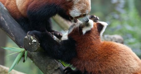 Smutne zdarzenie we wrocławskim zoo. Zmarły Livi i Rufus