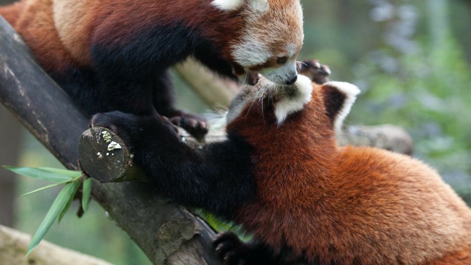 Zmarły dwie pandy małe.