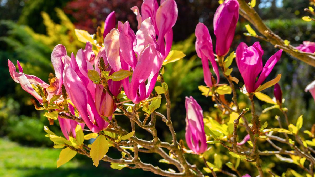 Ta magnolia kwitnie najdłużej 