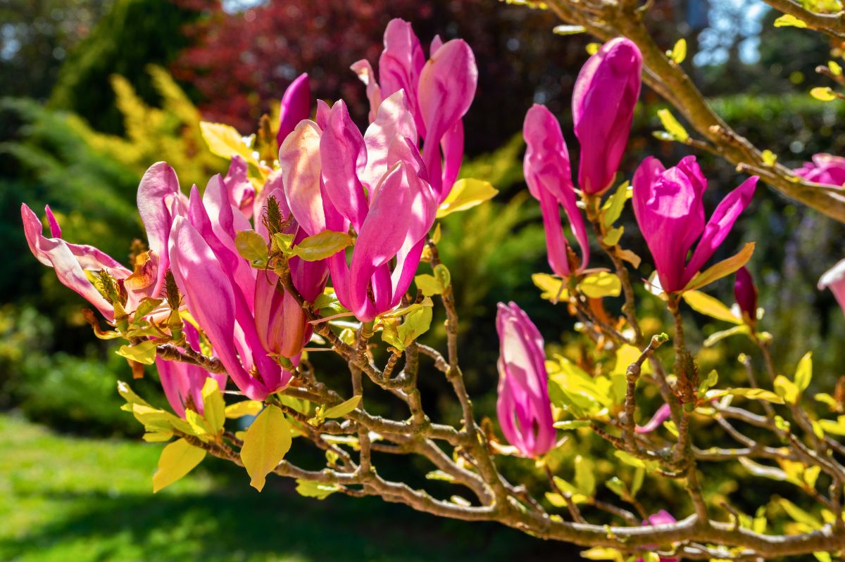Ta magnolia kwitnie dwa razy w roku. Ozdobi ogród do września