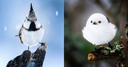 Grałeś w Angry Birds? Te zdjęcia pokazują jak wyglądają te ptaki w prawdziwym życiu!