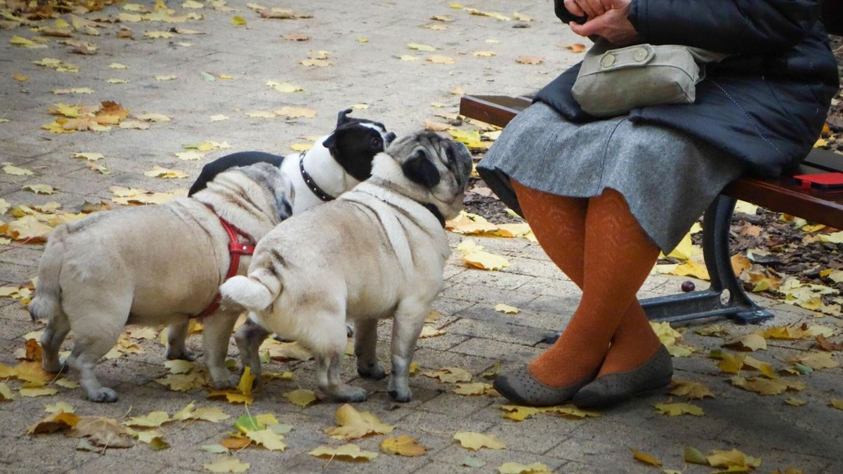 Sąsiadka nazwała psa imieniem jej córki