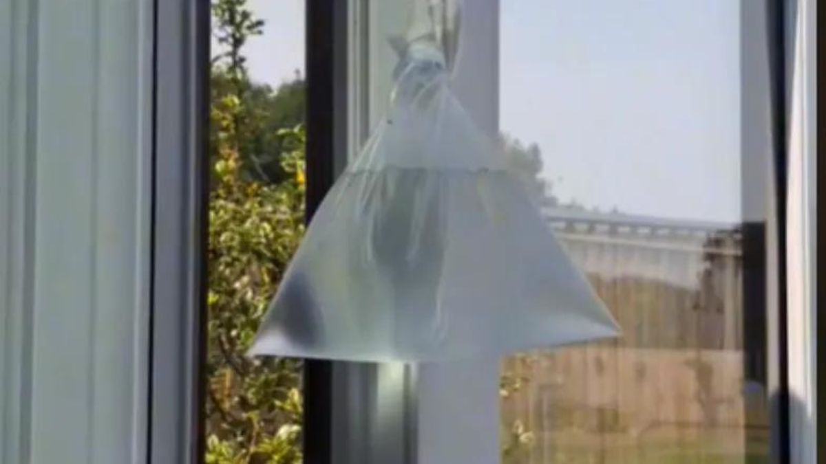 Jak pozbyć się much z domu? Tiktokerka poleciła prosty sposób