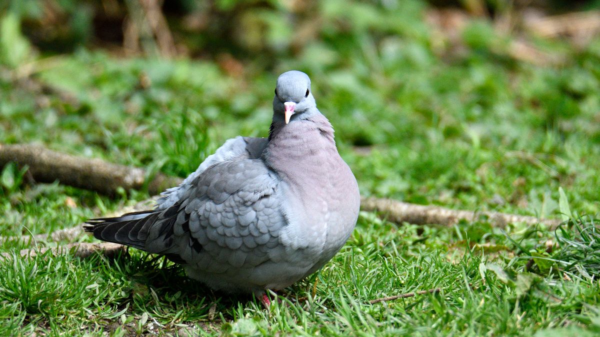 Myśliwy zabił chronionego ptaka.