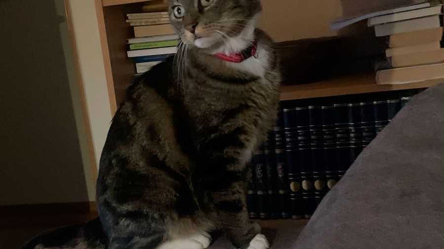 Kot Tussen, sprawca zamieszania