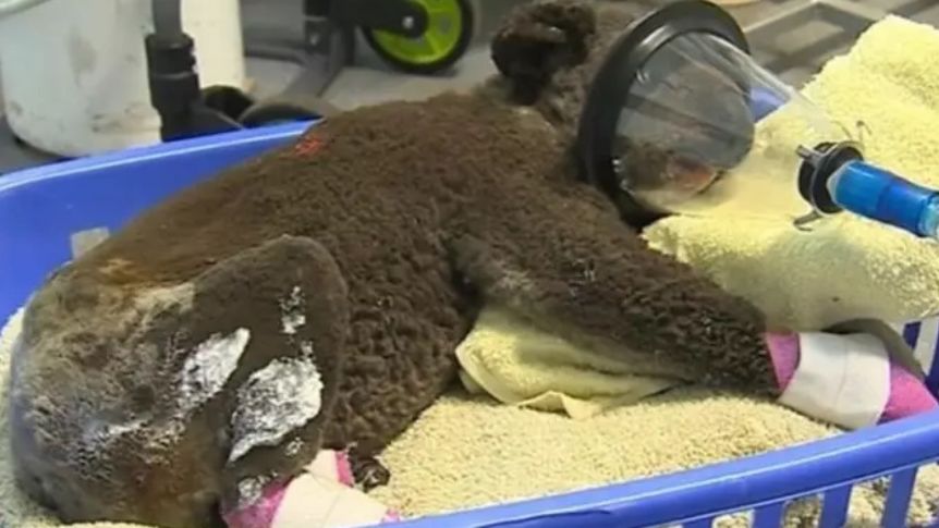 koala zwierze nie zyje