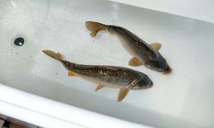 Pozycja karpia nie jest zagrożona. Wciąż króluje na stołach w Wigilię