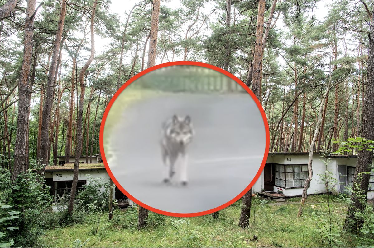 wilki, toz, koty, karma Wilki podjadają karmę kotom. Spacerują po nieczynnym ośrodku wypoczynkowym