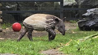 Tapir Baby Shower w Płocku!