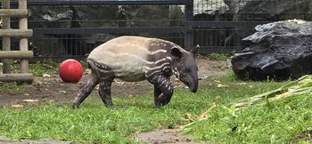 Tapir Baby Shower w Płocku!