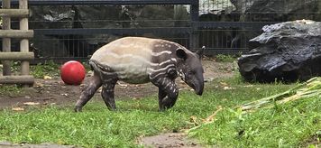 Tapir Baby Shower w Płocku!