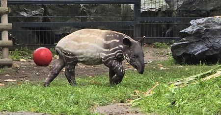 Tapir Baby Shower w Płocku!